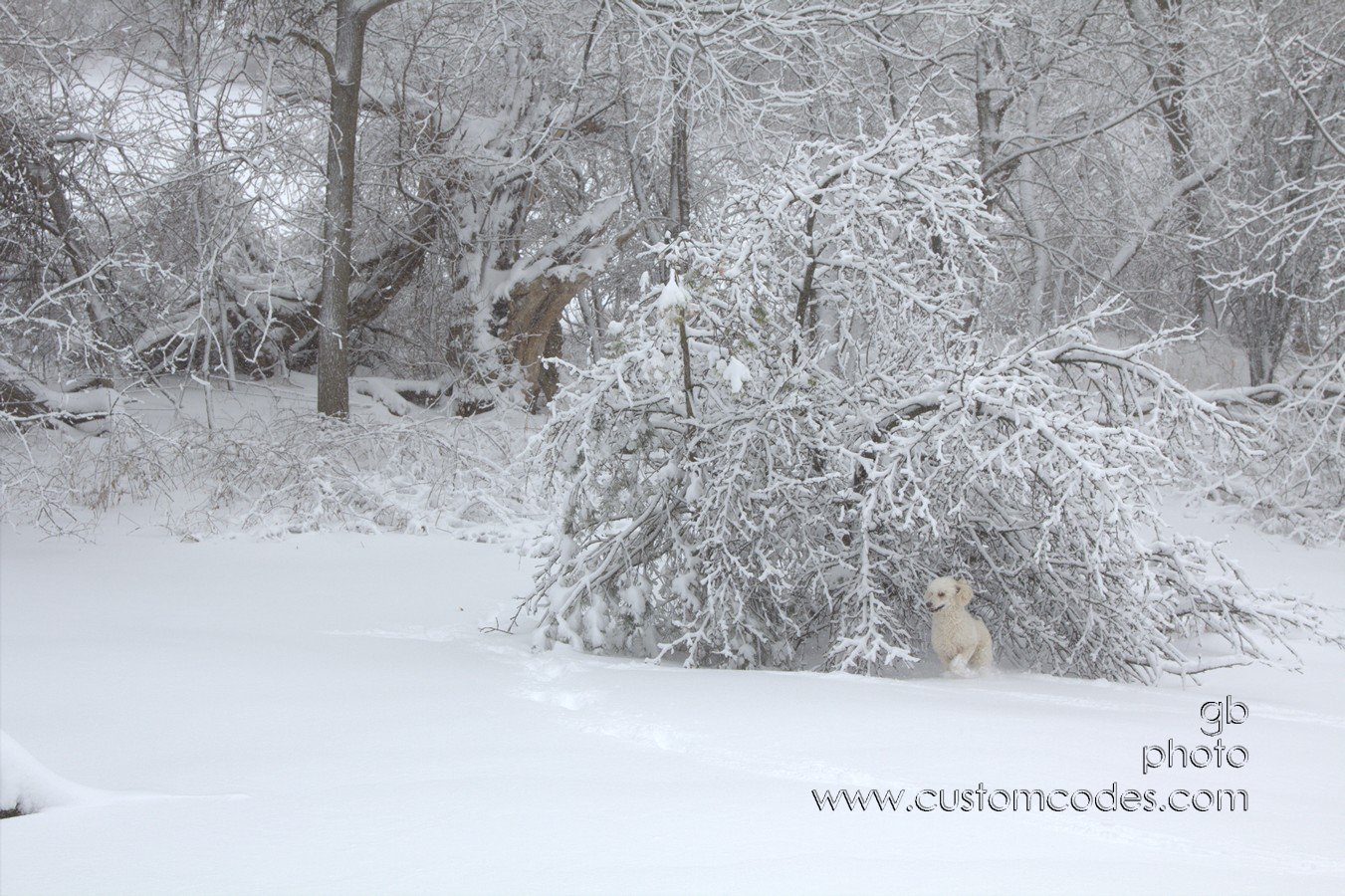 doginsnow 036