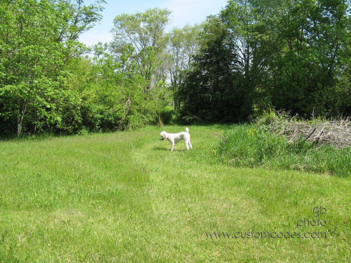 ElwoodHuntingWoodchucks2