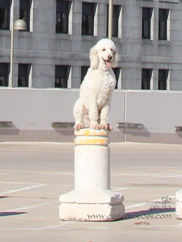 Elwood_ConcreteDog