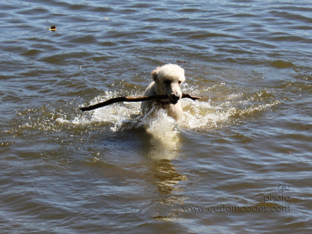 ElwoodWading1