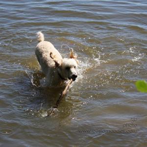 ElwoodWading3