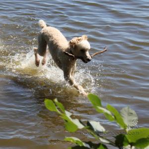 ElwoodHoppingOnWater