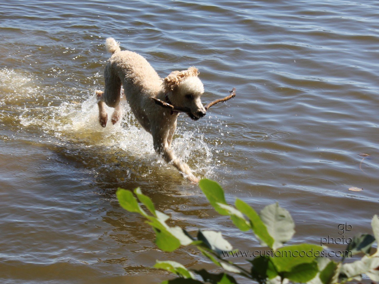 ElwoodHoppingOnWater