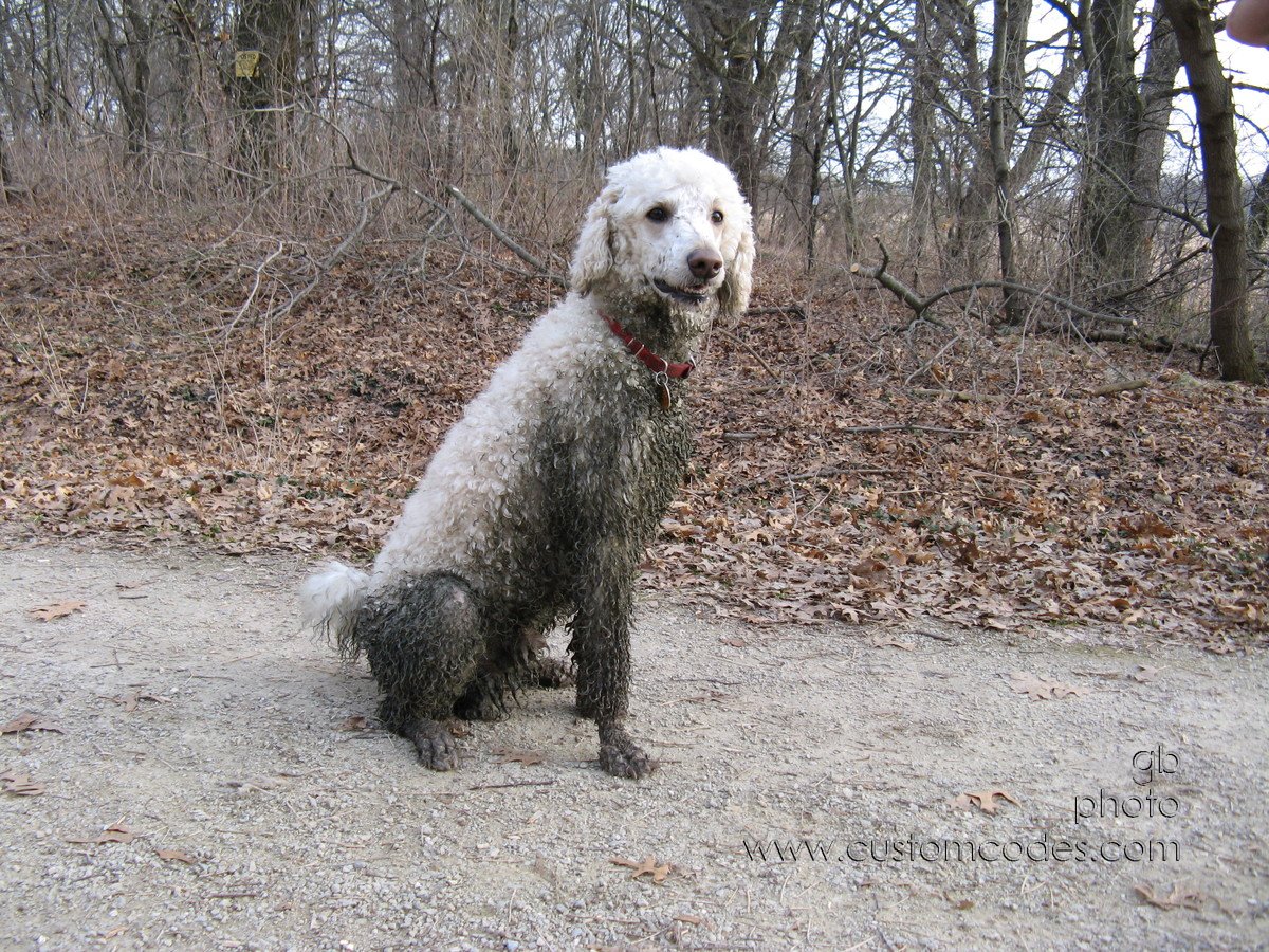 20100331GreenDog2
