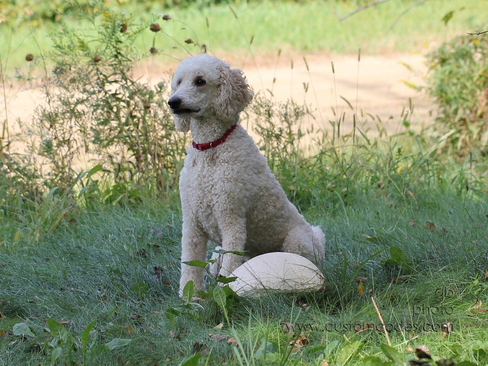 ElwoodByPuffball_2010_0918