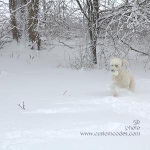 doginsnow 064