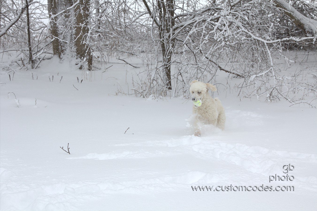 doginsnow 064