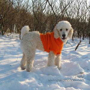 Elwood_20101205