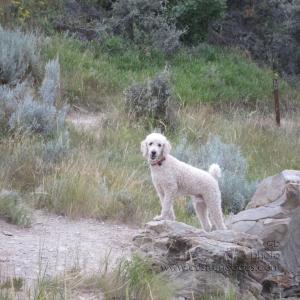 Elwood_20110829_TRGrazingLandOnWayHome