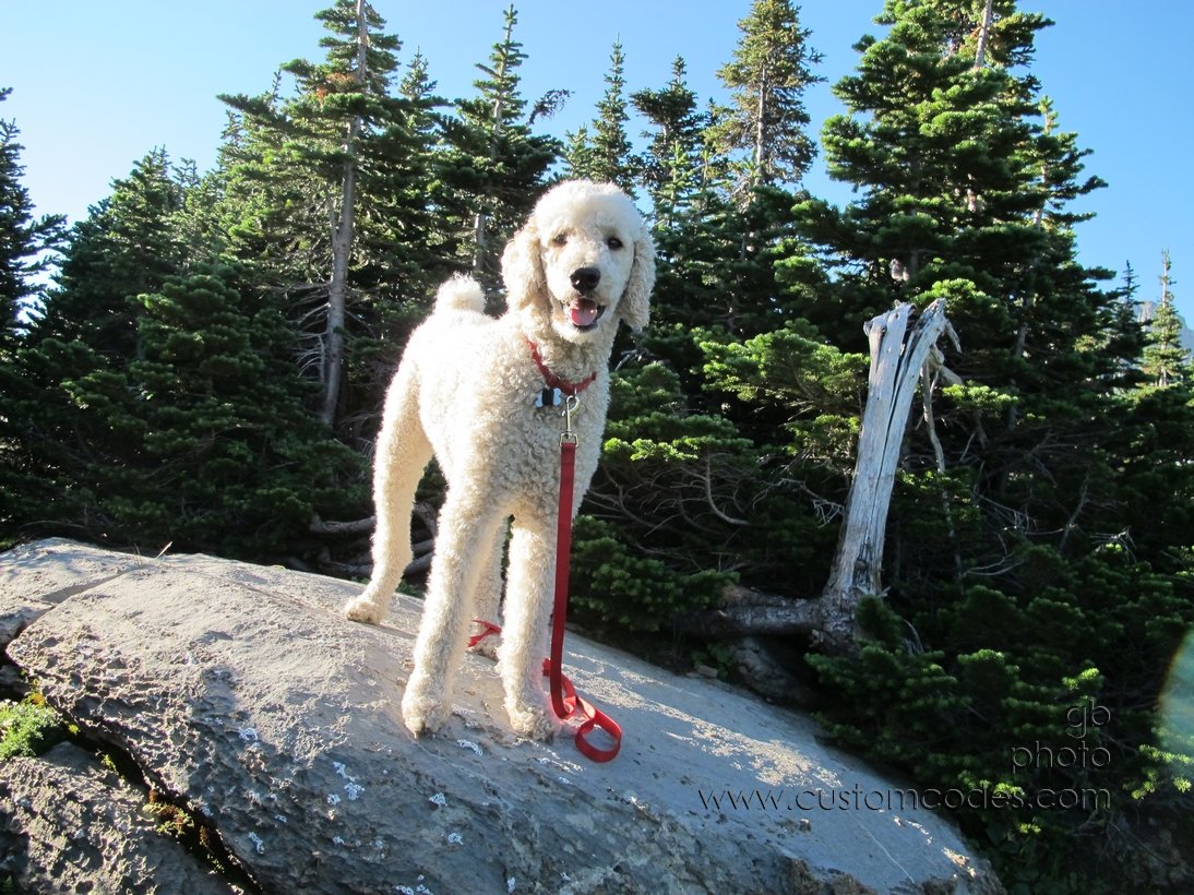 Elwood_LogansPassNOTChasingSquirrels