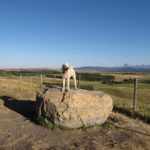 Elwood_OutsideOfWatertonNP