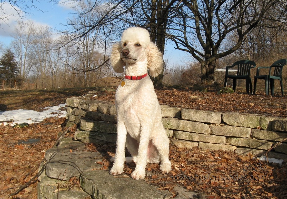 Elwood_20110101