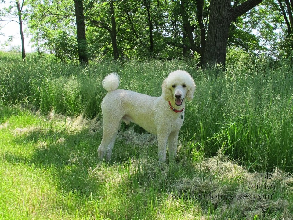 Elwood_20110605