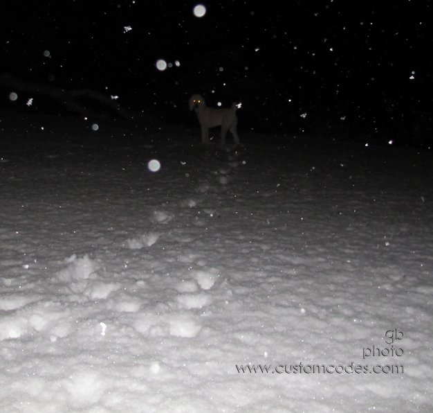 Elwood_20120223
