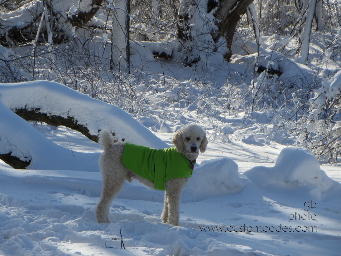 Elwood_20121221