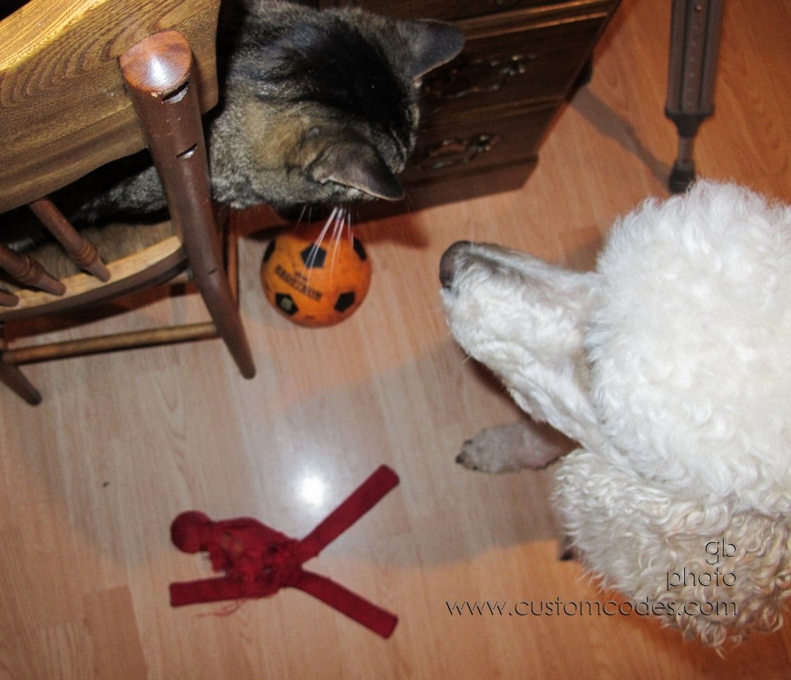 elwoodAndMax_201206_5