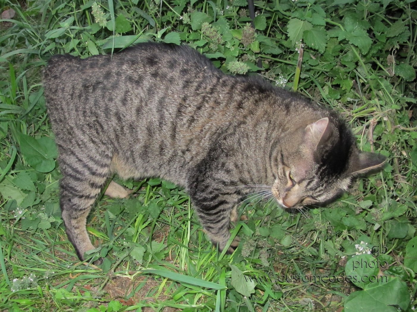 MaxCatnip_20120828