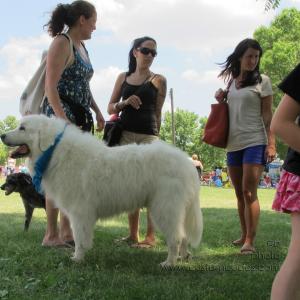 MoundsDogFest20120610_LookingWhere