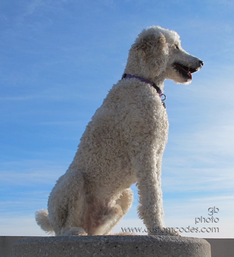 elwood_20120108