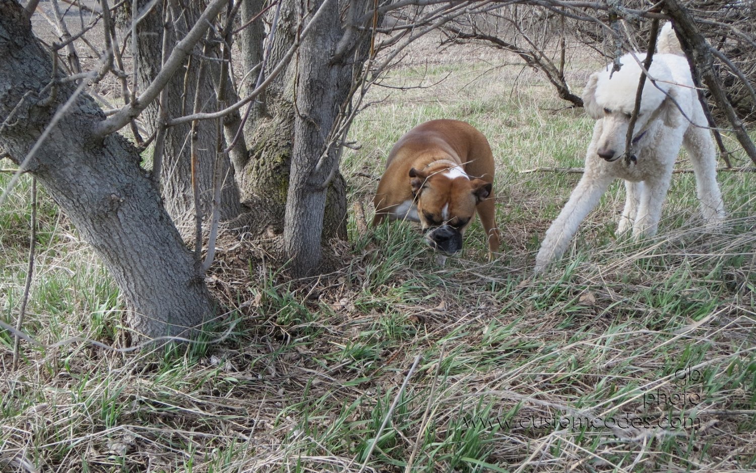 AnnieElwood_20130426