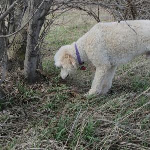 ElwoodAnnie_20130426
