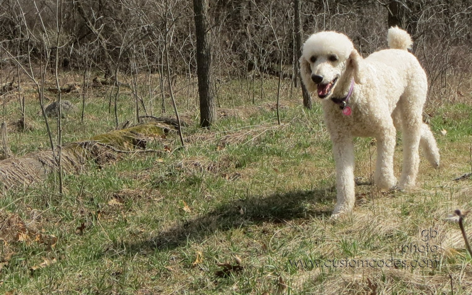 Elwood_20130426