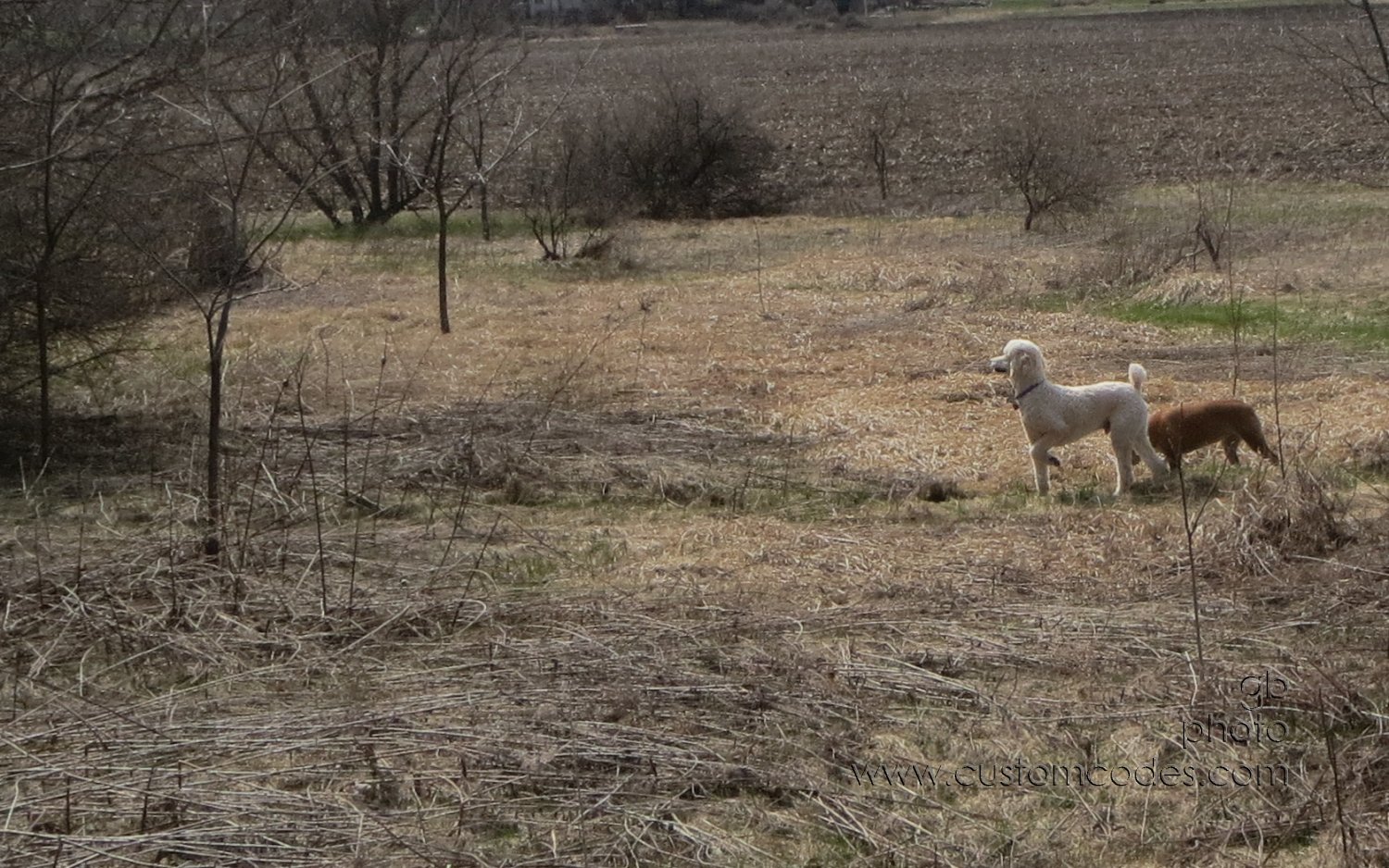 AnnieElwood_3_20130426