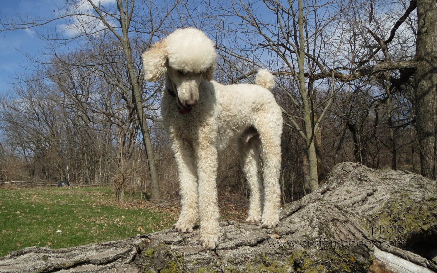 Elwood_4_20130401