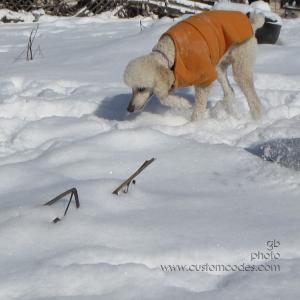 ElwoodAnnie_20130202