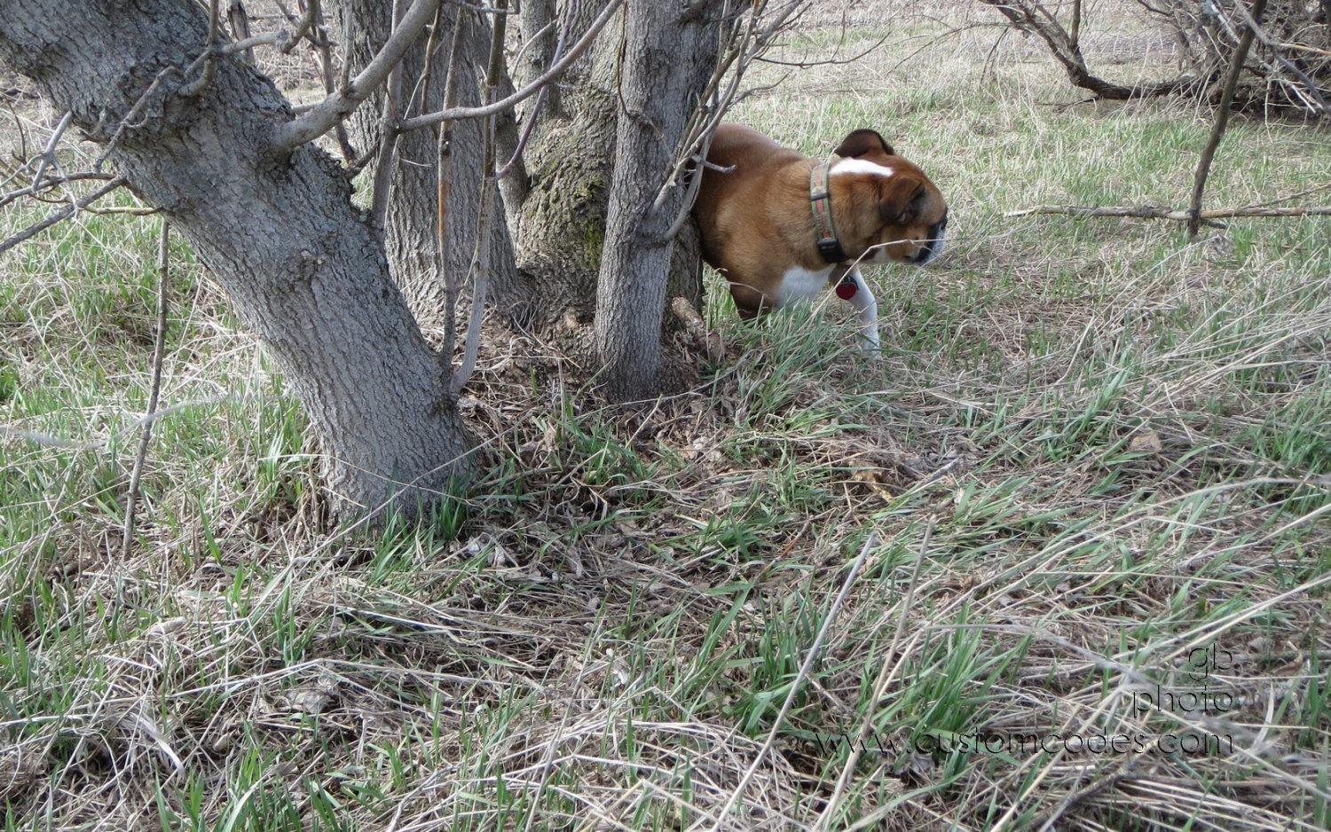 AnnieTreeRub_20130426
