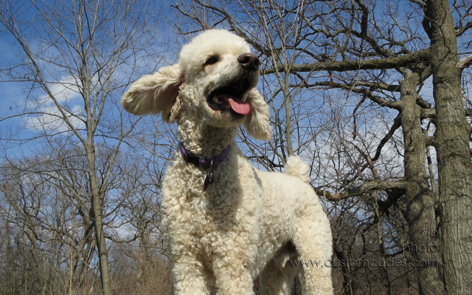 Elwood_3_20130401