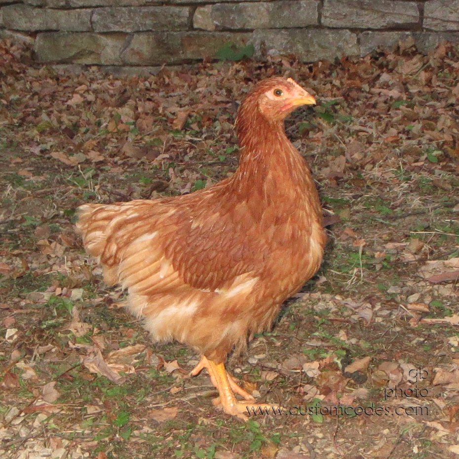 littleRedHen_20131114