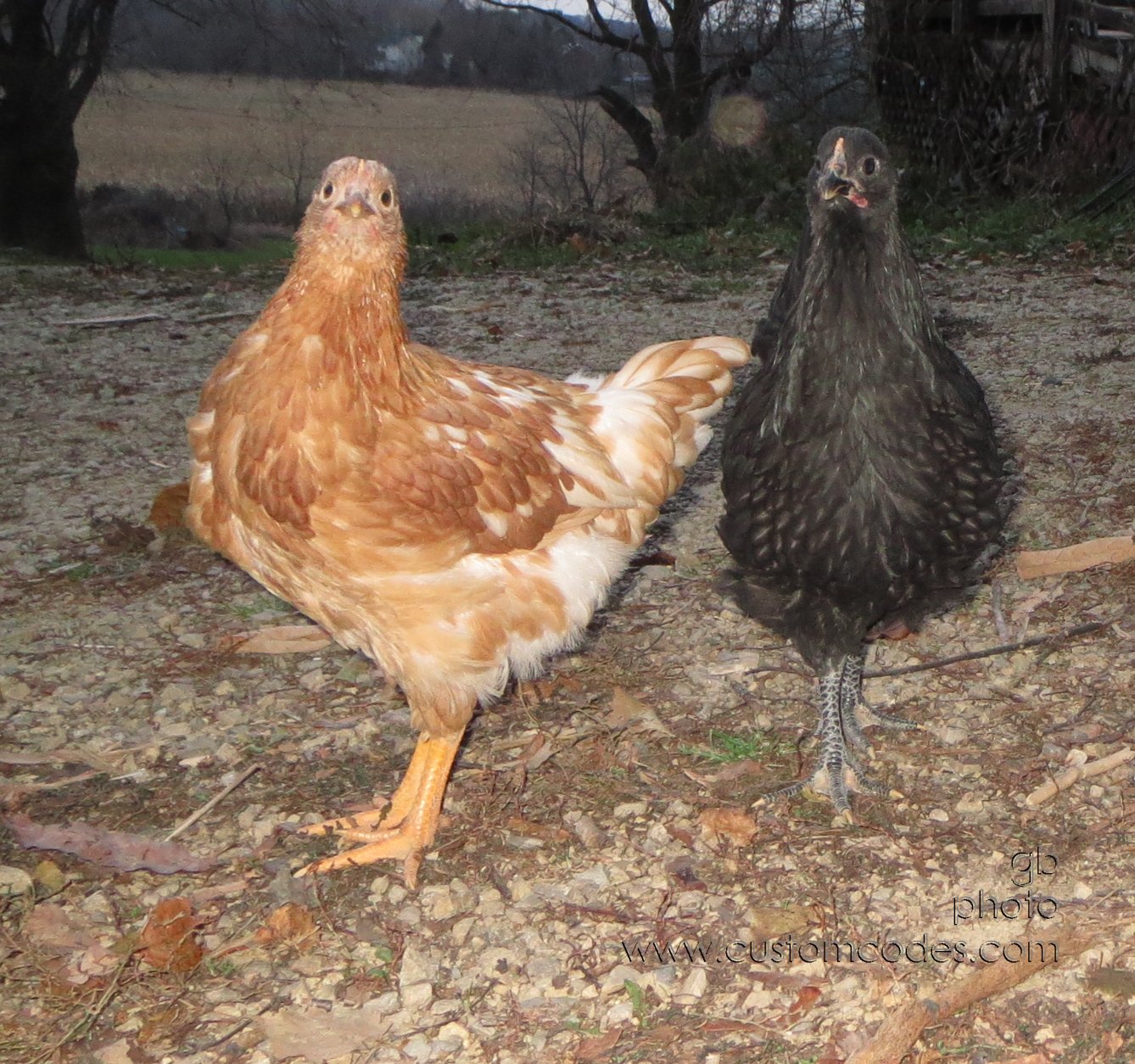 2Hen2_20131114