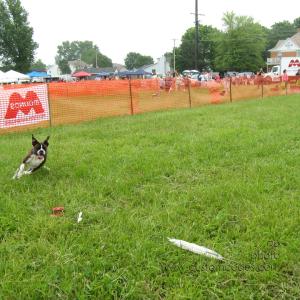 MoundsDogFest2010_Coursing_a