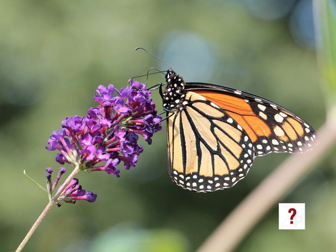monarch_3_cr