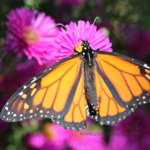 lastMonarch2010