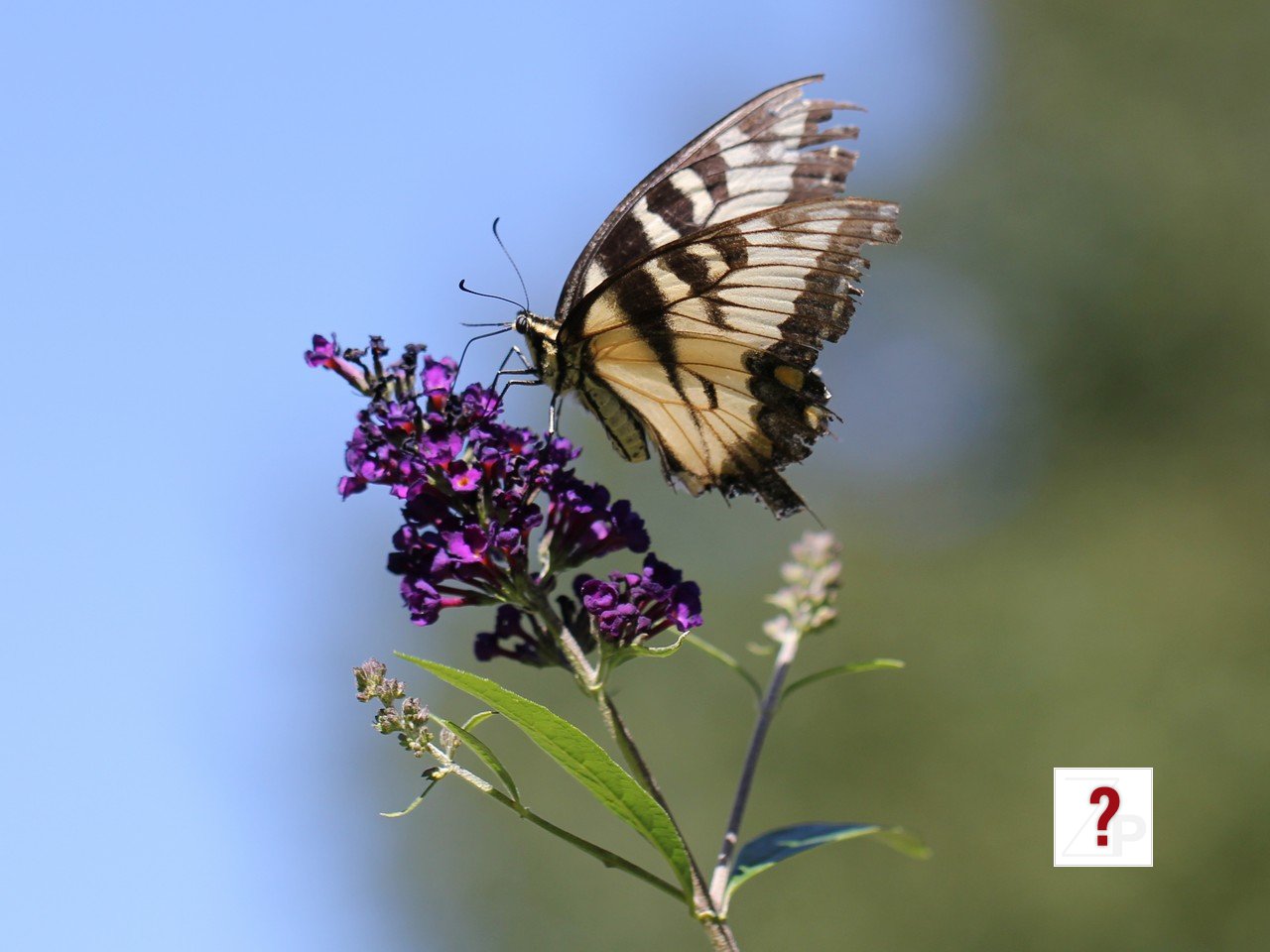 yellowSwallowtailOnbutterflybush