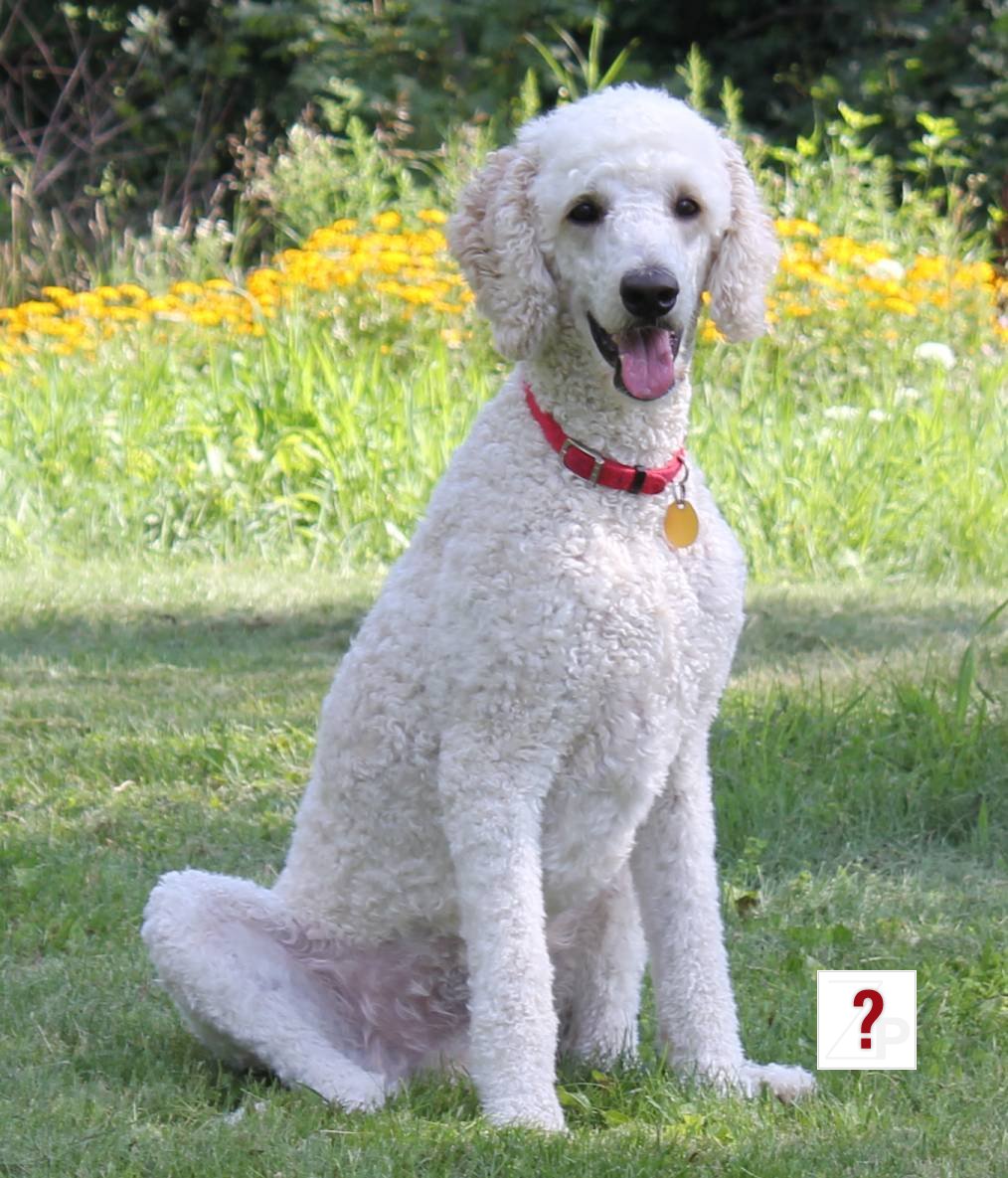2010_07_25_Elwood