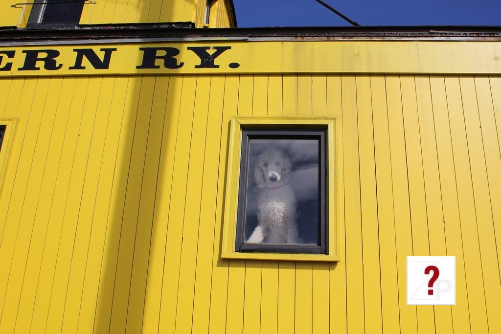 ElwoodInTheWindow