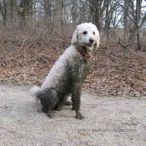 20100331GreenDog2