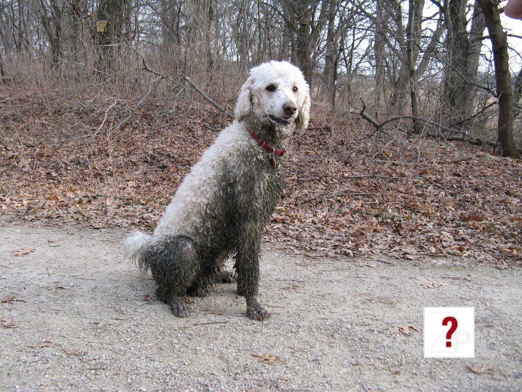 20100331GreenDog2