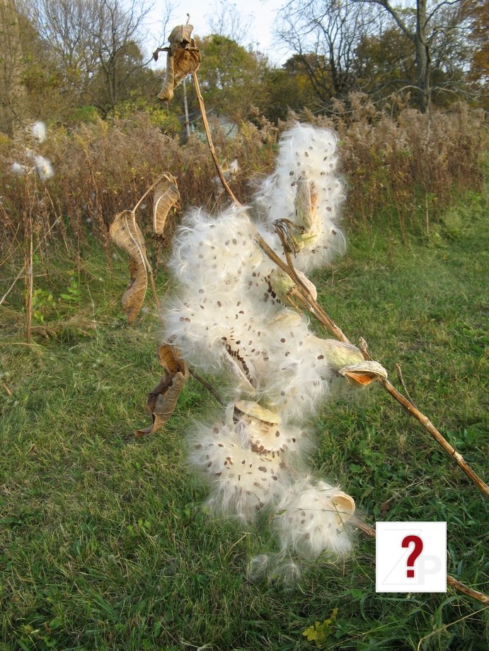 Milkweed_2010_10_10
