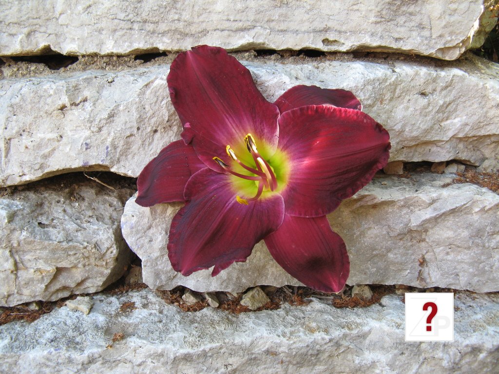 LilyOnTheWall