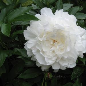 peony20100531