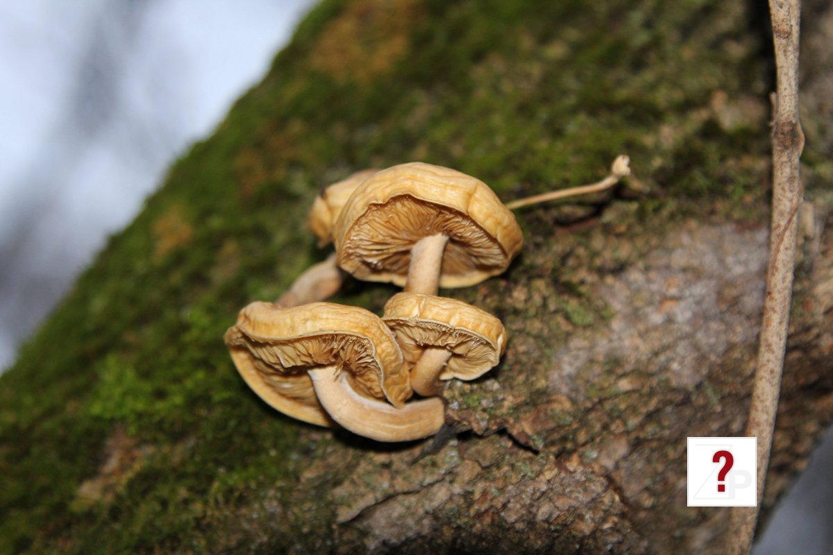 fungi on tree