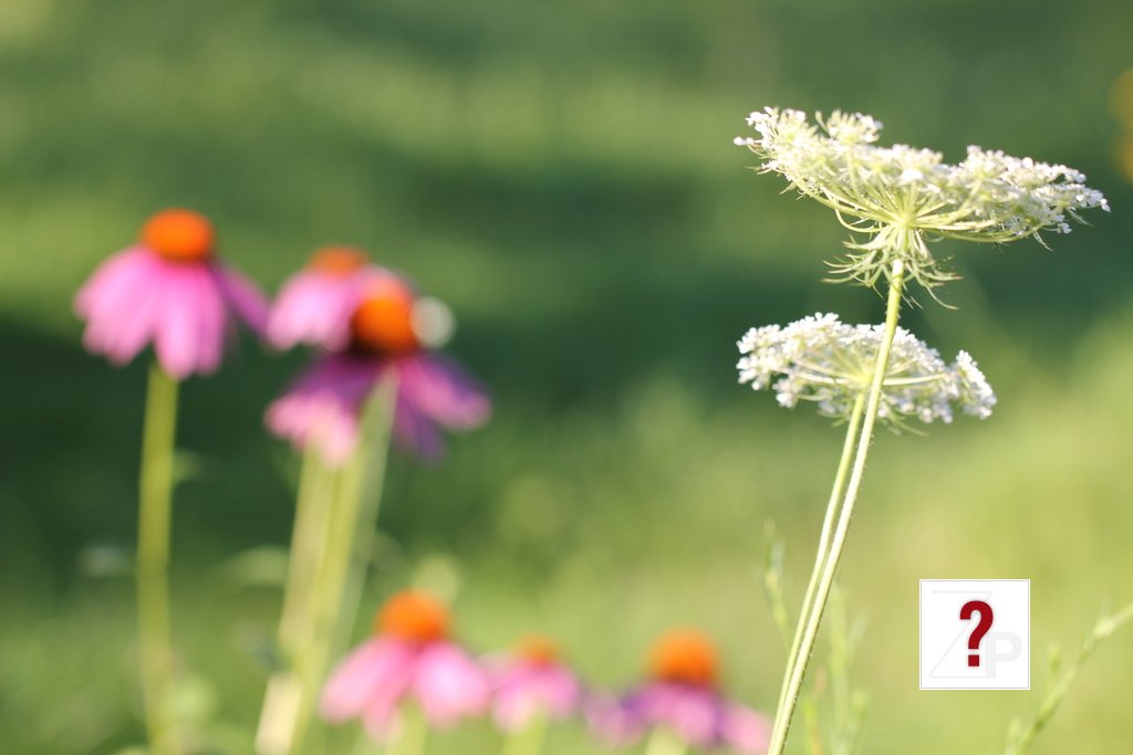 july_morning 021