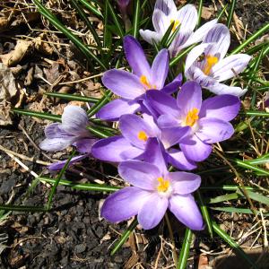crocus