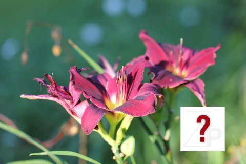Day Lillies