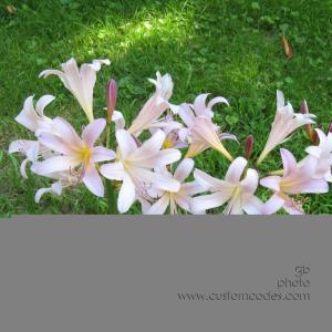 magicLilies