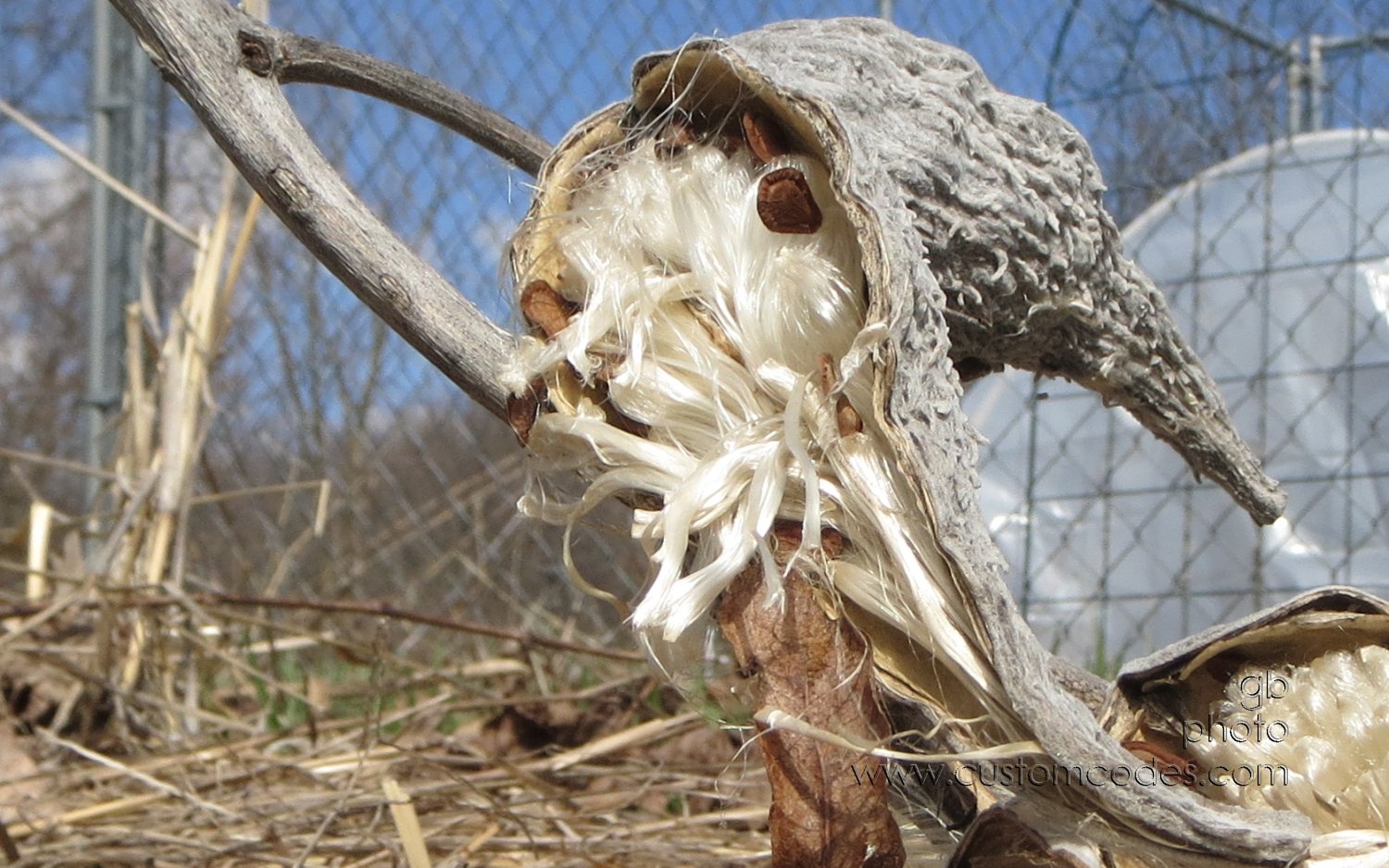 milkweed_20130426